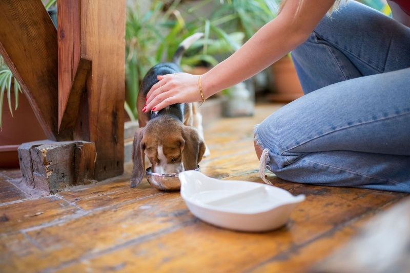 Veterinarians explain how much water dogs should drink daily