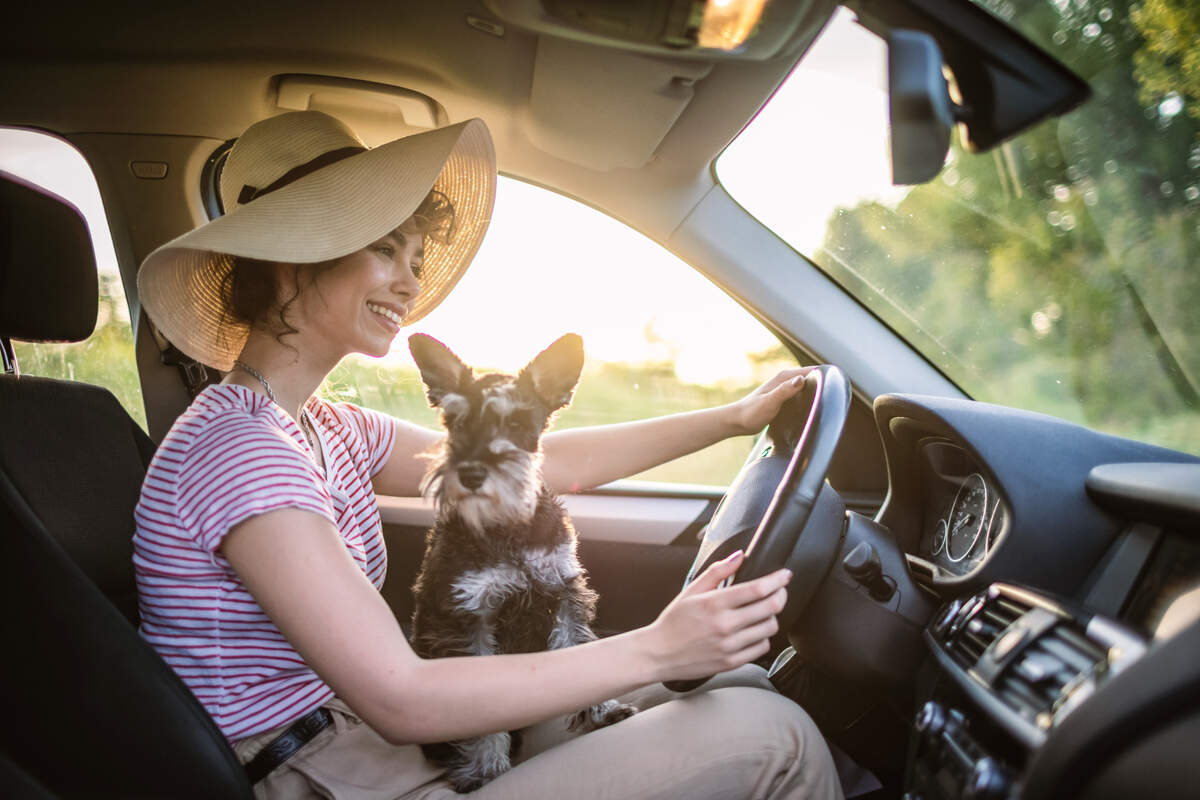 Can you get a ticket for driving with a dog in your lap? What the CHP says