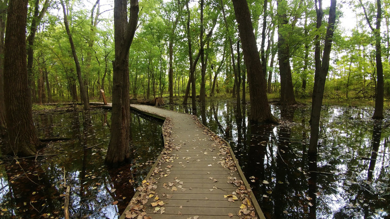 The boardwalk along the Swamp Trail in Ritchey Woods Nature Preserve, Fishers, Indiana