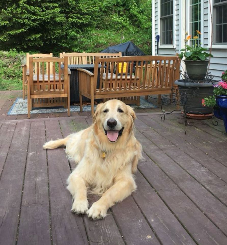 Woman Loses Dog to Cancer. Then X Years Later She Is Brought to ‘Tears’ After ‘Emotional’ Discovery on Google Maps