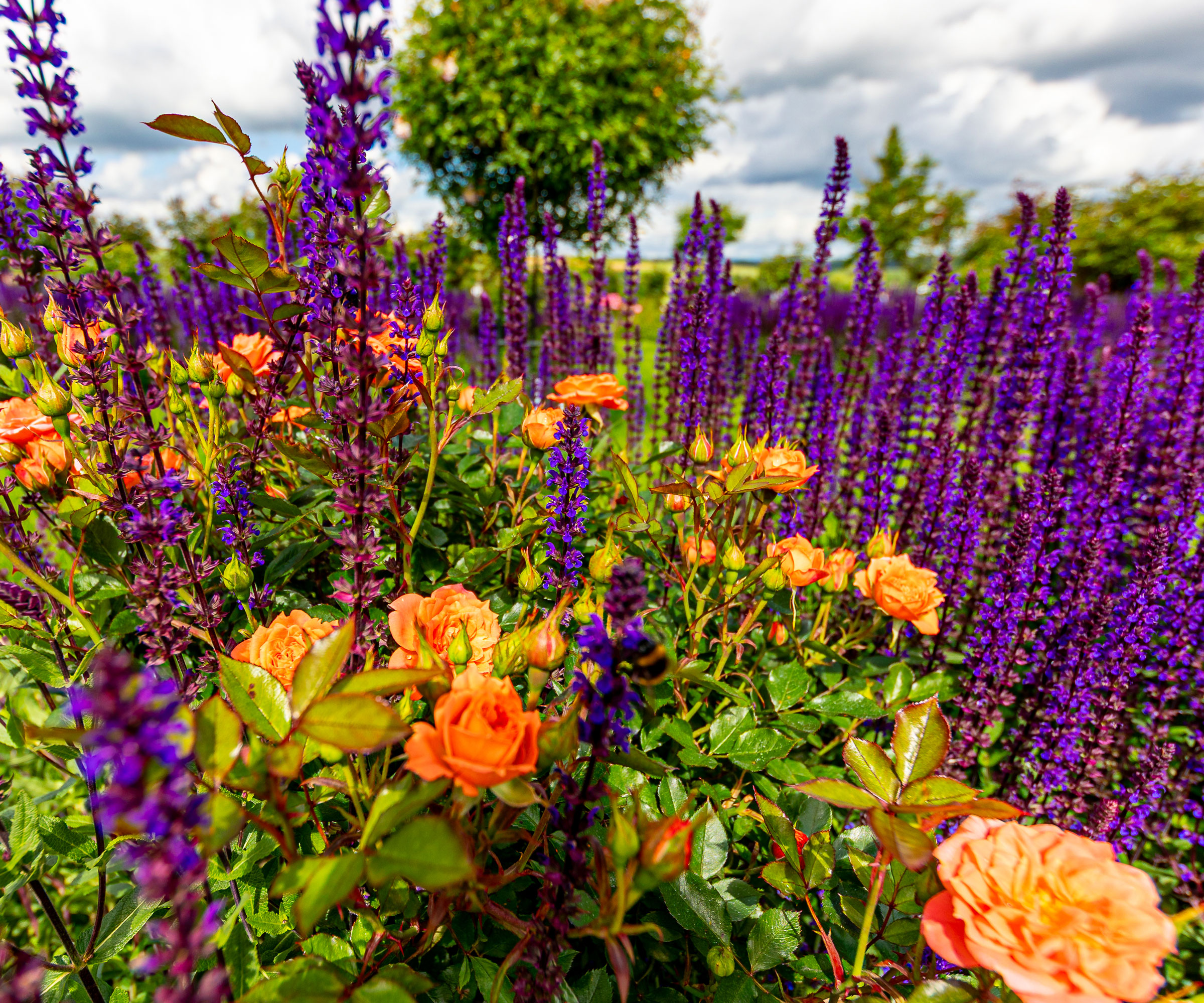 purple salvia and orange roses in garden border