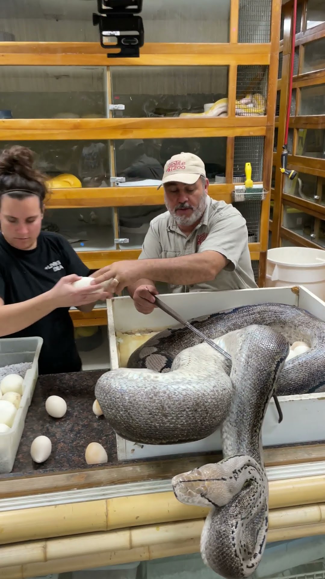 Wildlife handler checks snake eggs while mother python hangs out