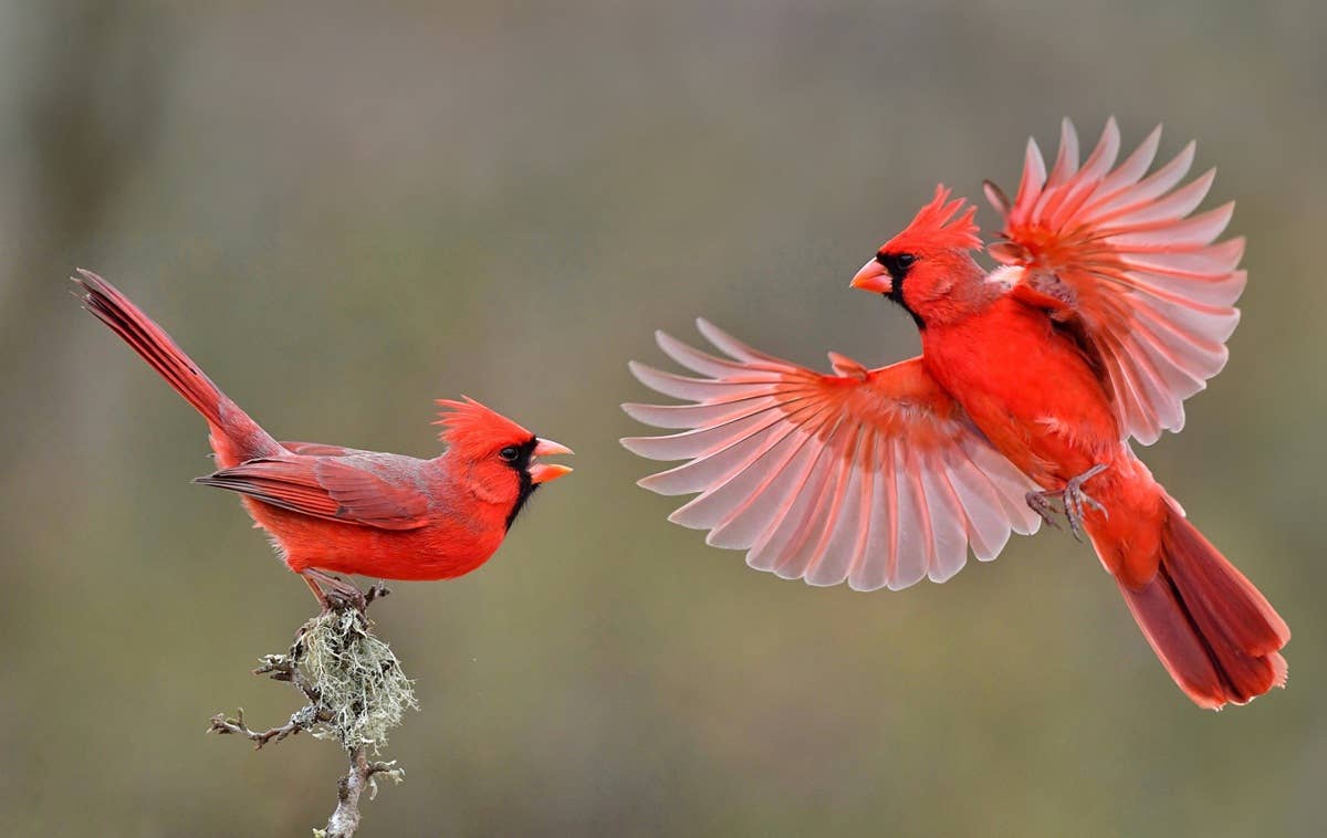 battling-cardinals-in-south-texas-usa