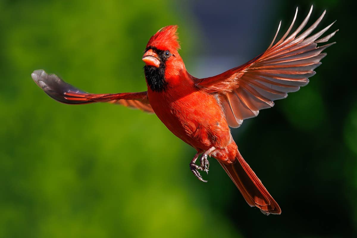 close-up-of-bird-flying-outdoorsunited-statesusa