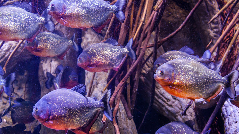 How Worried About Piranha Attacks Should You Really Be On A South American Vacation?