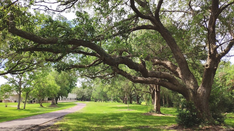 Big trees shade a walking path in Carbide Park in La Marque, Texas