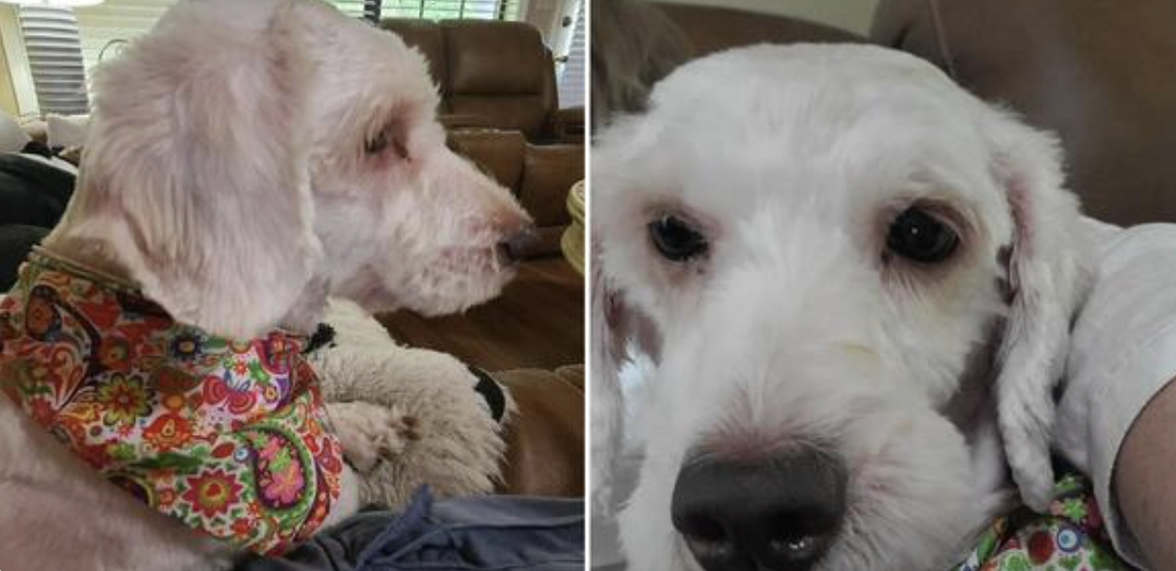 She Lost Everything: Now Little Pearl Just Needs Someone to Choose Her