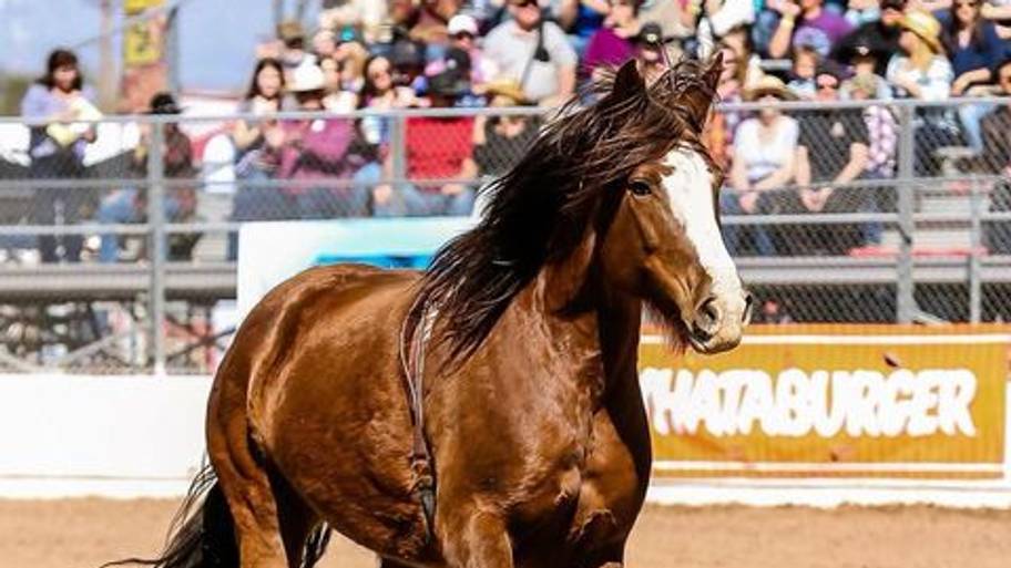 ProRodeo Hall of Fame Welcomes 10 New Inductees