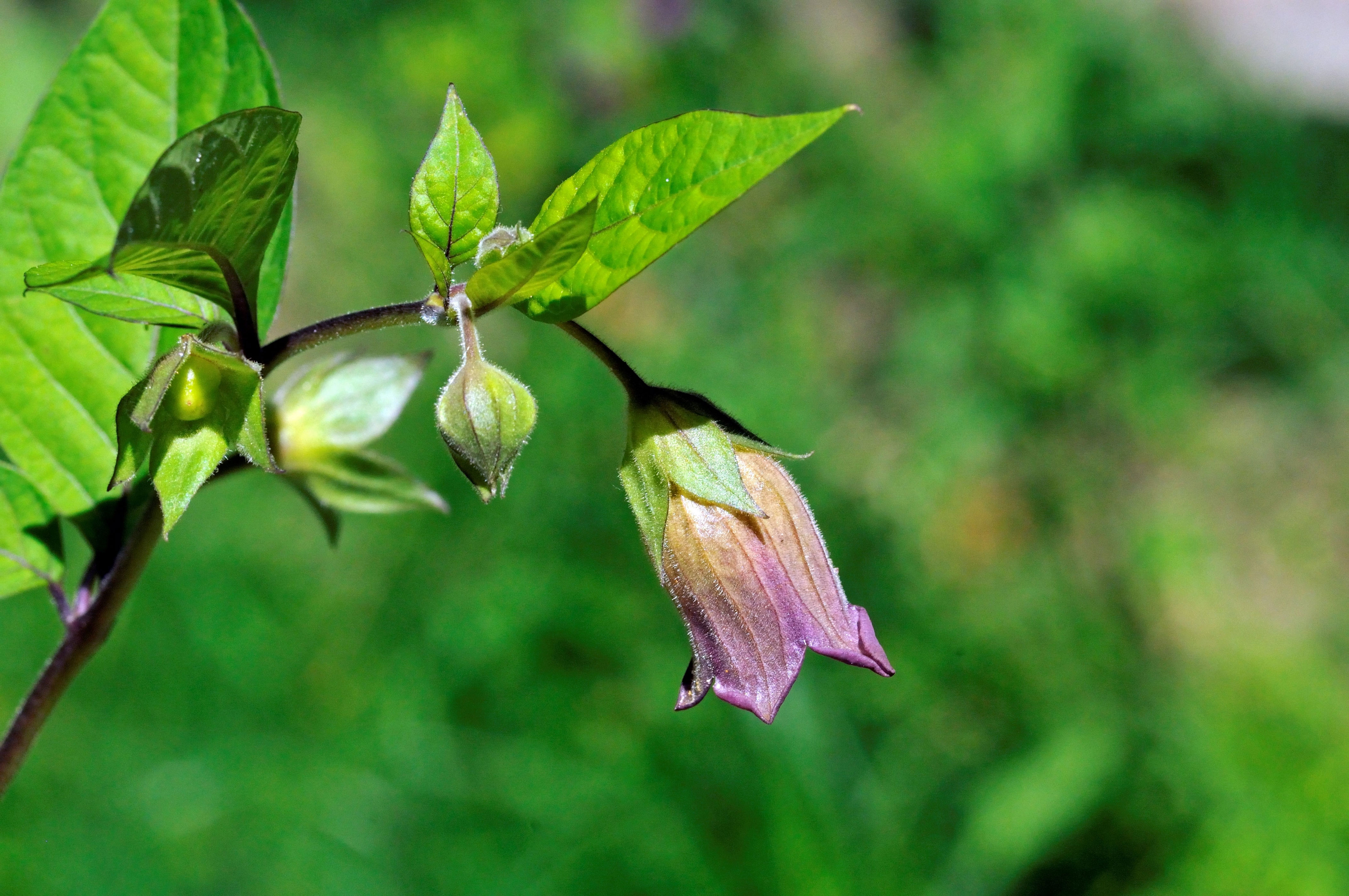 Atropa belladonna blooms as a purple, bell-shaped flower with buds against a blurred natural background