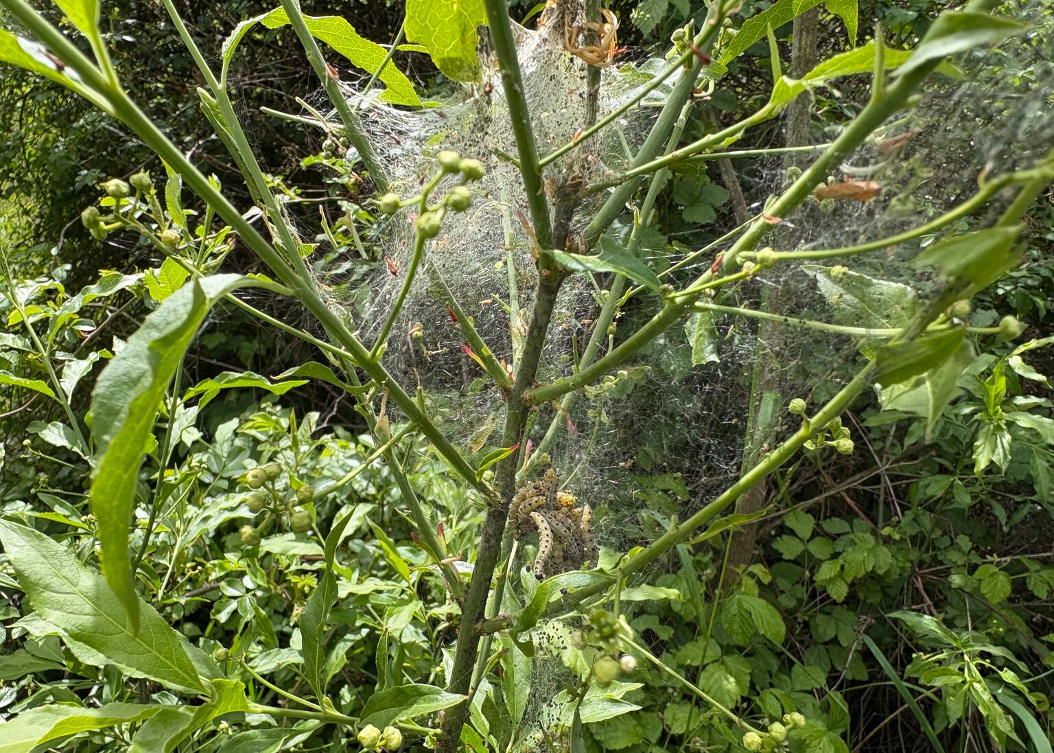 Strawberry Hill is rich in caterpillars, bugs and spiders