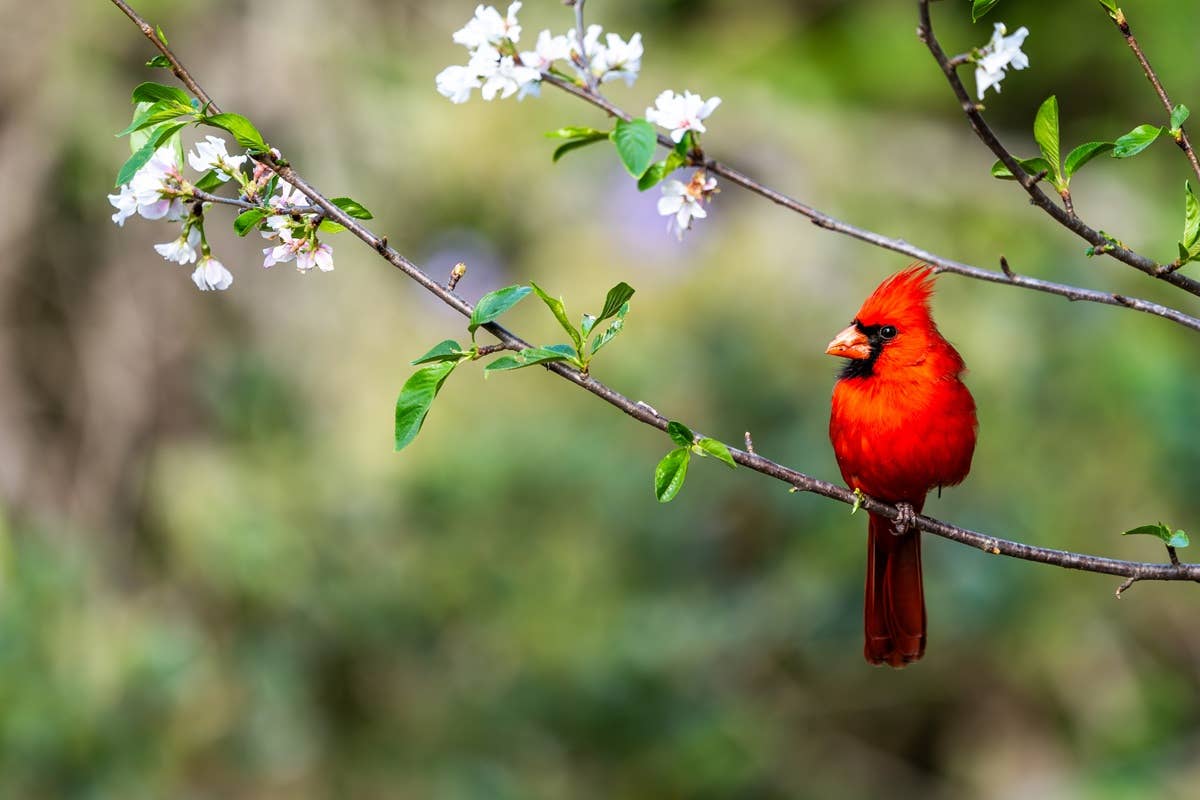bright-red-male-cardinal-sits-on-branch-with-flowers