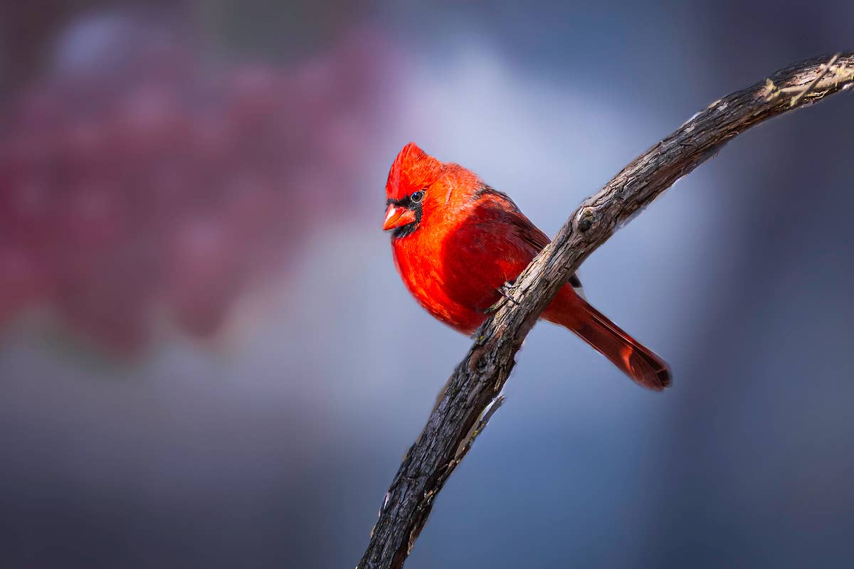 close-up-of-cardinal-perching-on-branchhamiltonontariocanada