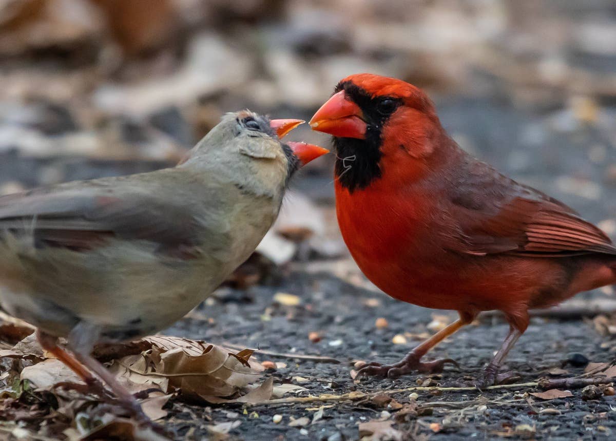 two-northern-cardinals-a-male-and-a-female-interact-closely-on-the-ground-amidst-fallen-leaves-and-debris