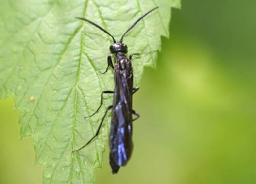 A raspberry horntail adult. | Courtesy Utah State University Extension