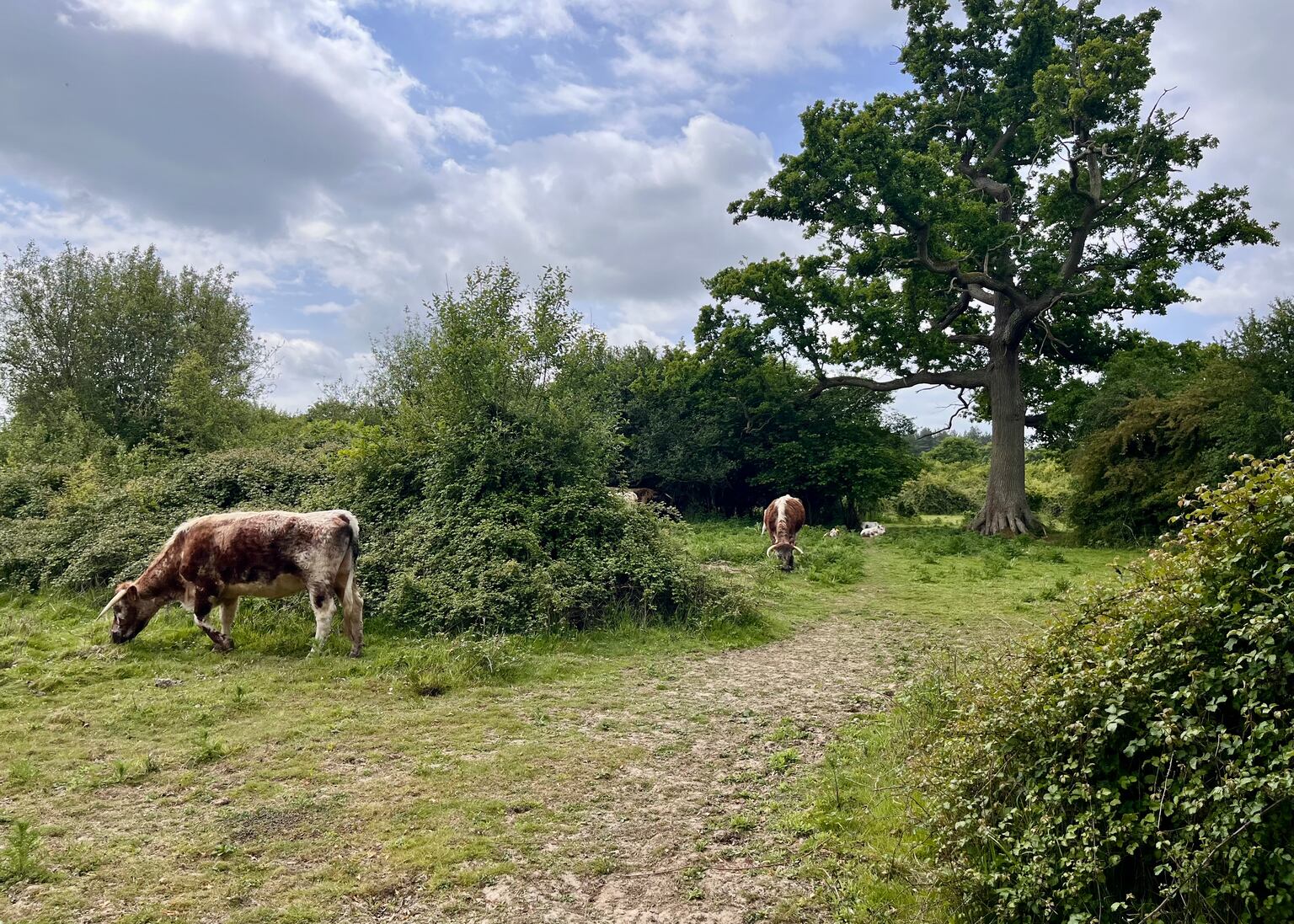 Knepp’s owners have been using animals such as longhorn cattle to help restore natural processes on the land