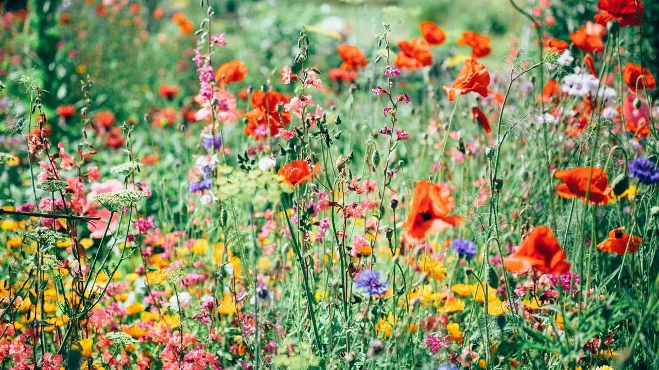 The Perennials That Keep Your Garden Blooming When Everything Else Fades This Summer