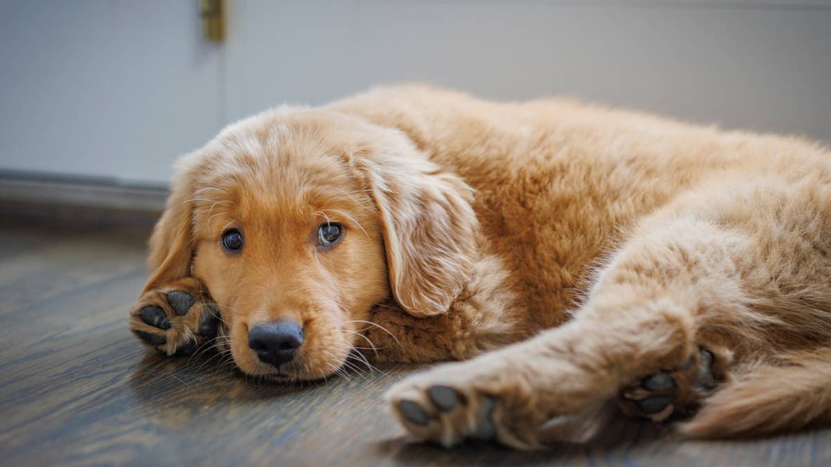 Golden Retriever Catches Mom in the Act of Sneaking a Snack