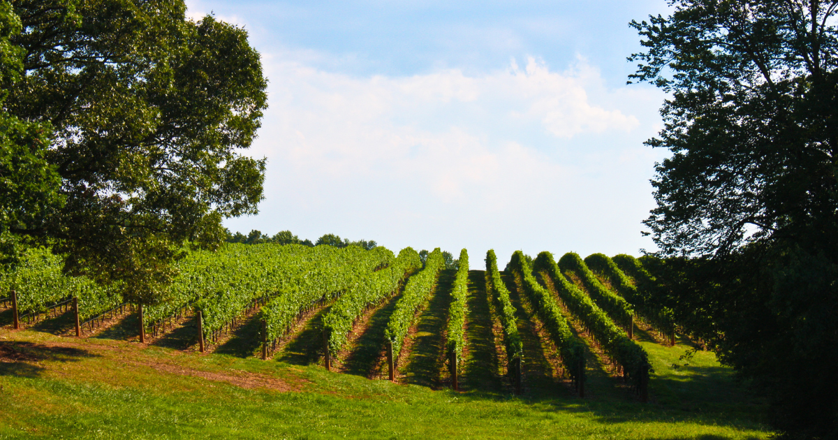 Skip the Crowds and Visit This Winery Town in North Carolina