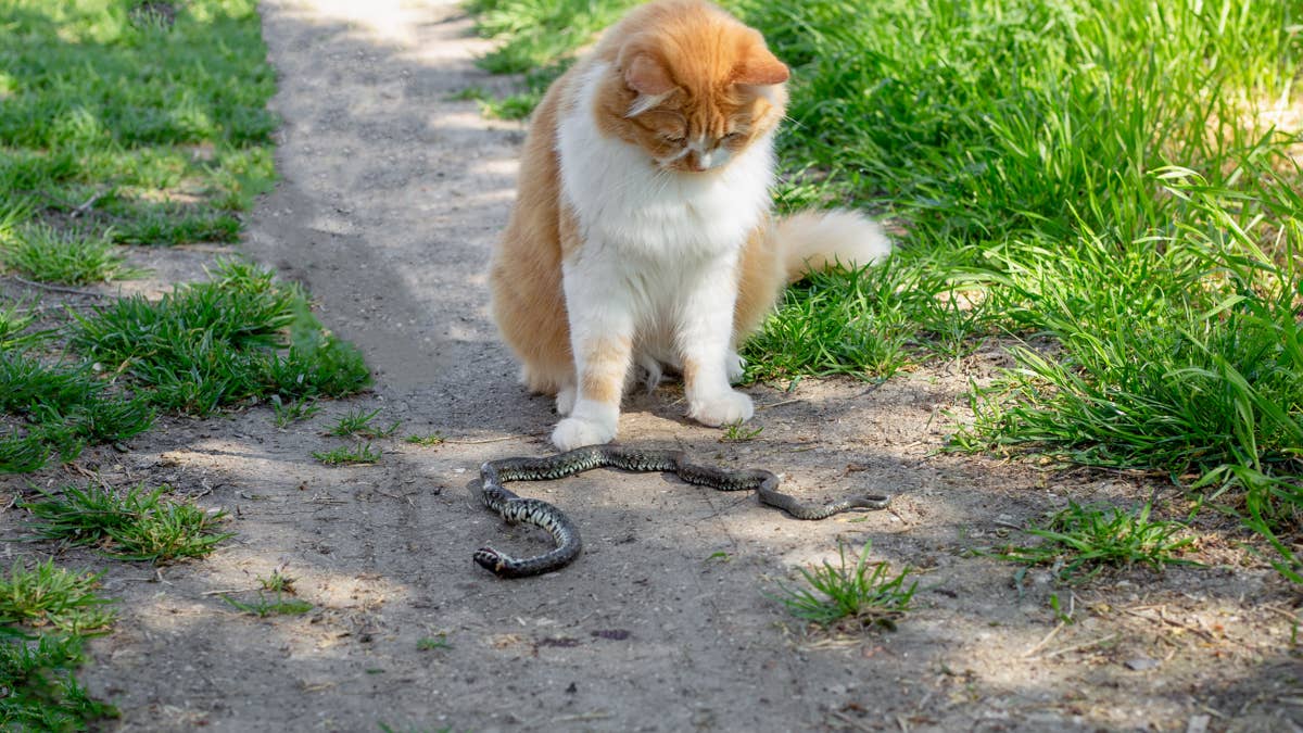ginger-cat-looking-down-at-snake-on-the-ground