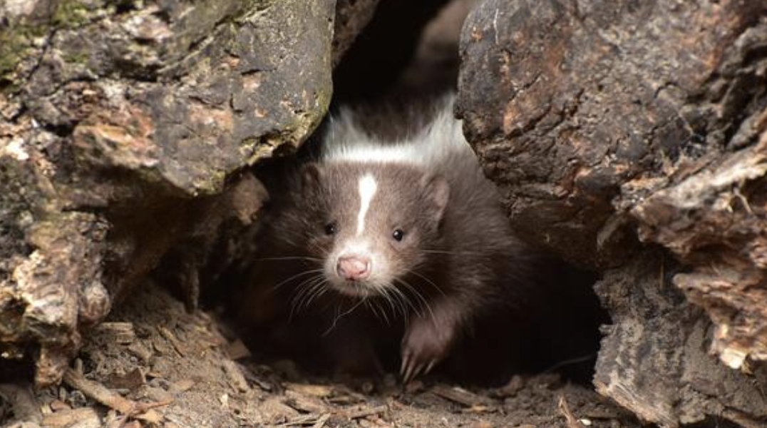Skunks Don’t Want to Spray You: The Truth About One of Massachusetts’ Most Misunderstood Critters