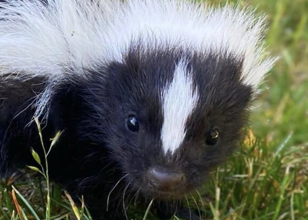 Skunks Don’t Want to Spray You: The Truth About One of Massachusetts’ Most Misunderstood Critters