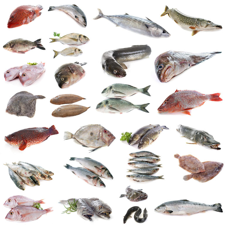 Pescados blancos, semigrasos y azules. 