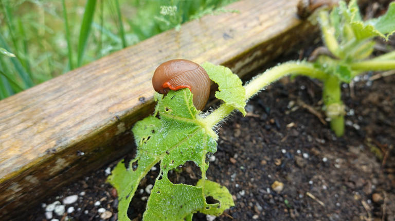 Are slugs poisonous? (It's not why they're a hazard)