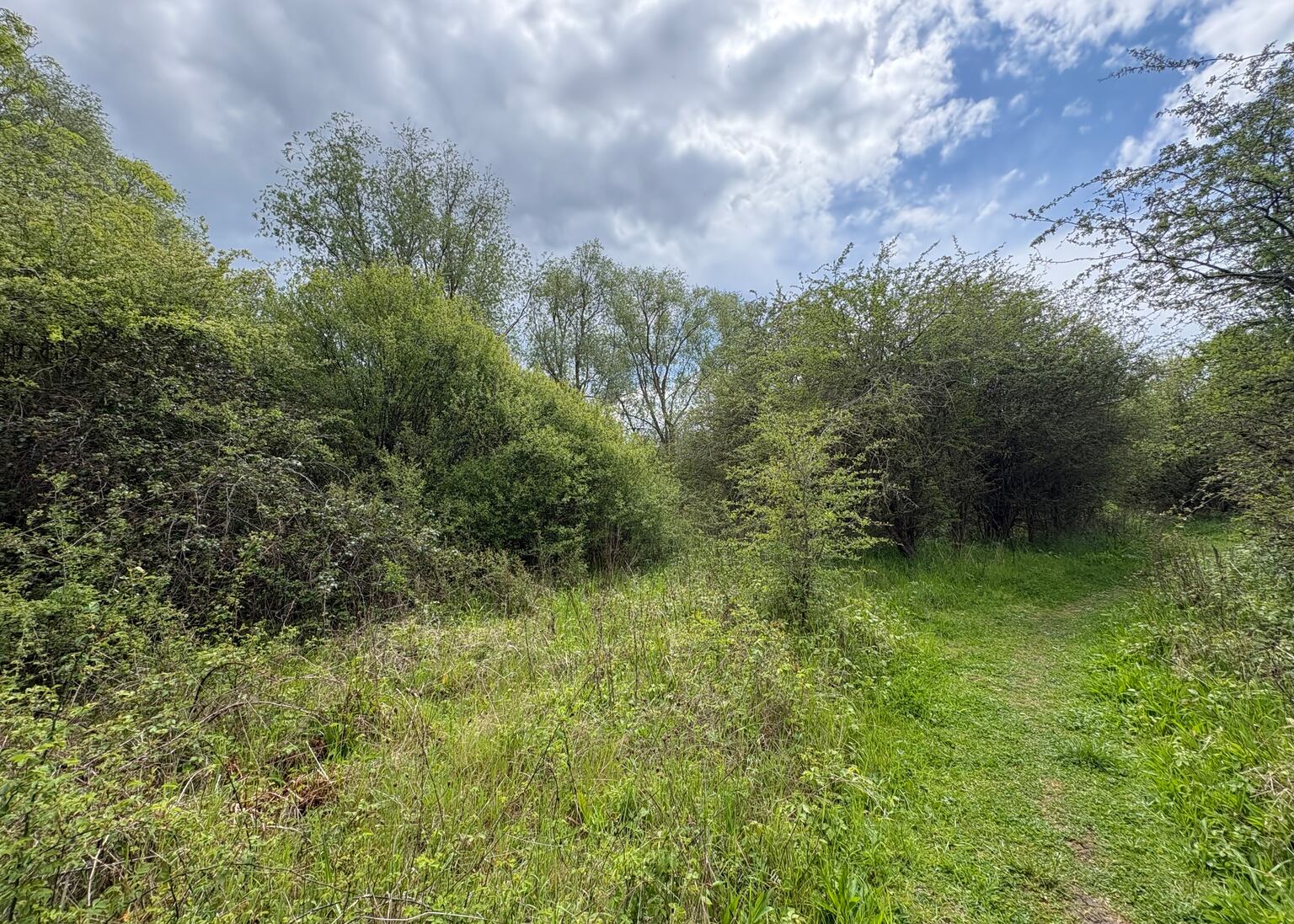 Strawberry Hill, Bedfordshire, is former farmland left to go wild decades ago