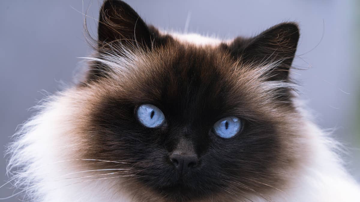 Paralyzed Cat Looks up in Pure Wonder the Moment She Realizes She Can Move Again