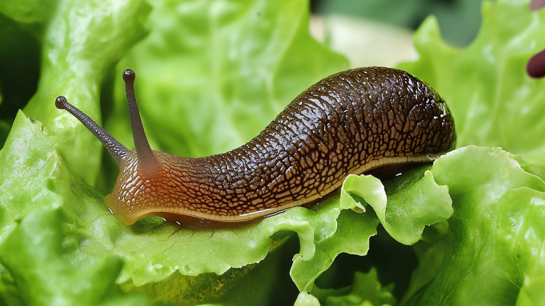 Are slugs poisonous? (It's not why they're a hazard)