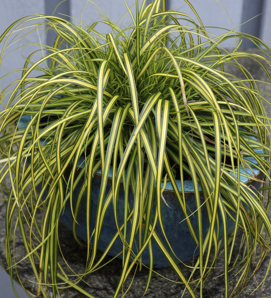 Carex EverColor Eversheen