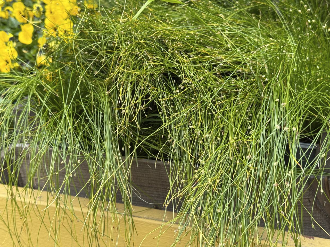 Green grass Isolepis cernua Fiber Optic Grass plant