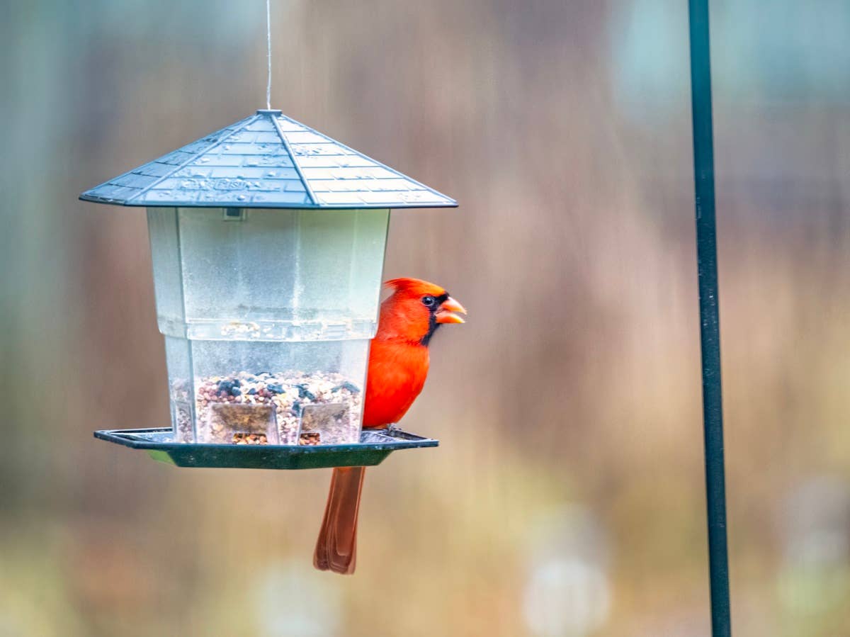 red-cardinal-and-bird-feeder