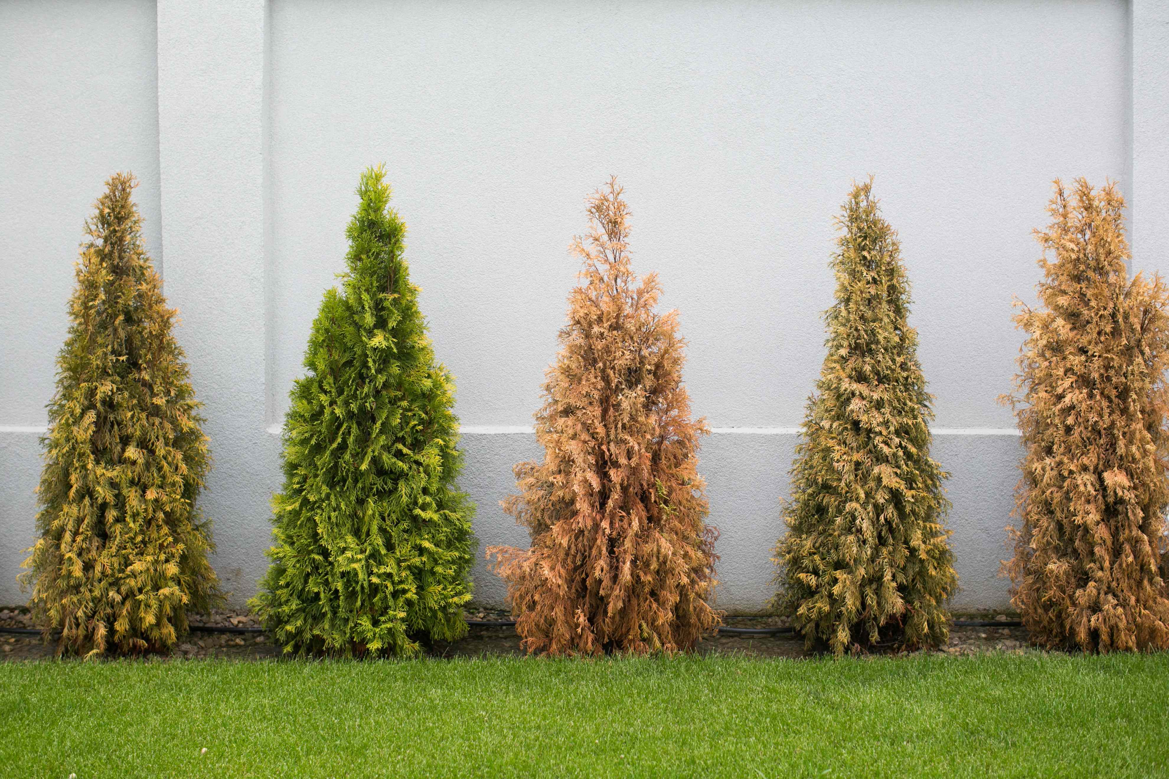 6 costly landscaping mistakes that can kill your trees, shrubs, and flowers