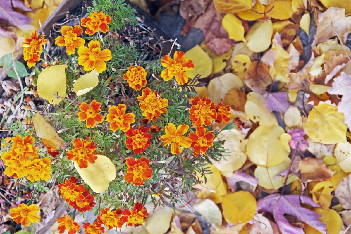 autumn-marigolds-and-orange-leaves.jpeg