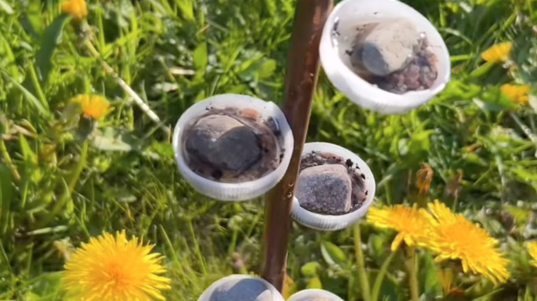 DIY insect hydration station stick in the grass