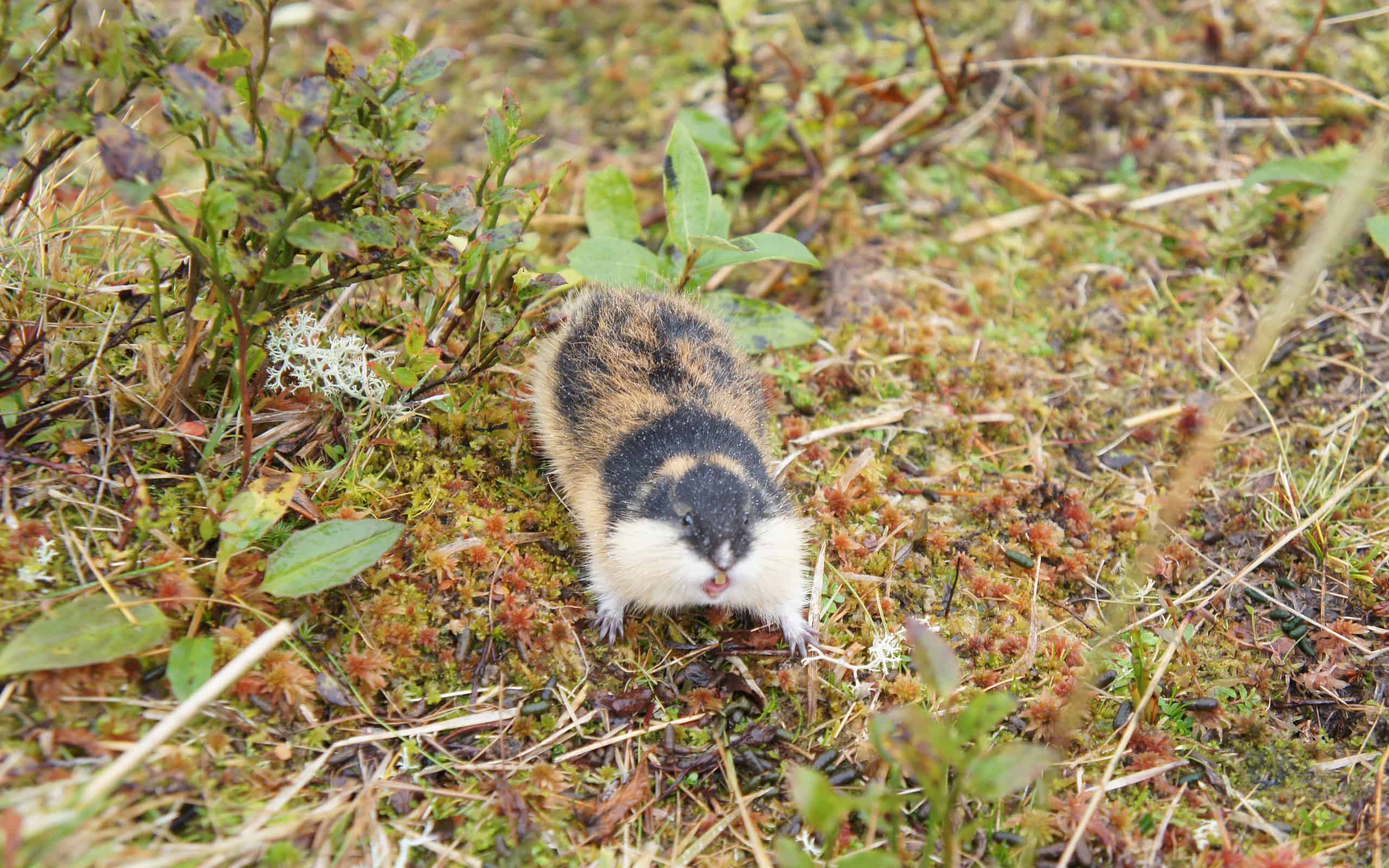 Lemming