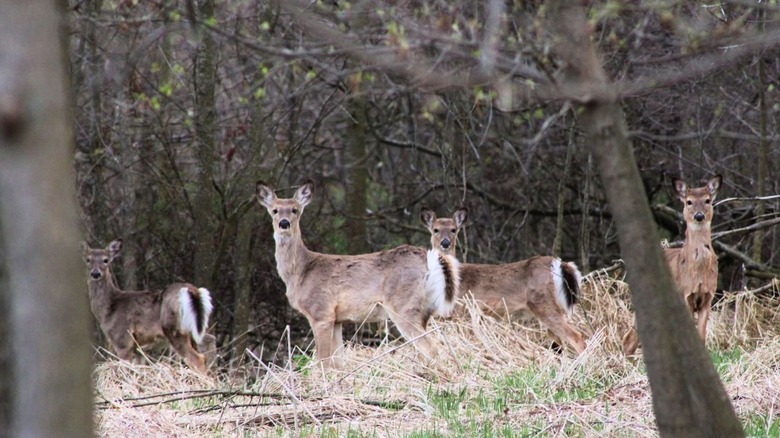 Four deer standing in the late fall woods stare curiously between two small trees in in Upper Macatawa Natural Area, Michigan