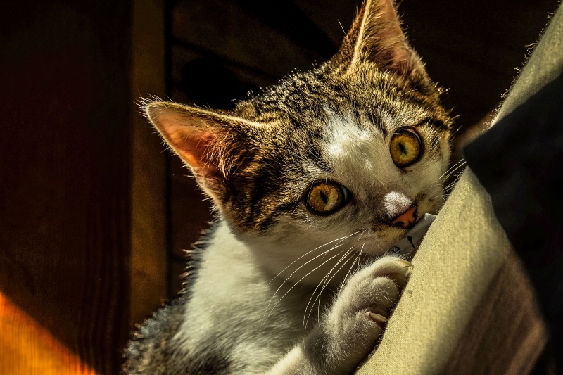 Why your cat scratches the furniture and how to stop it