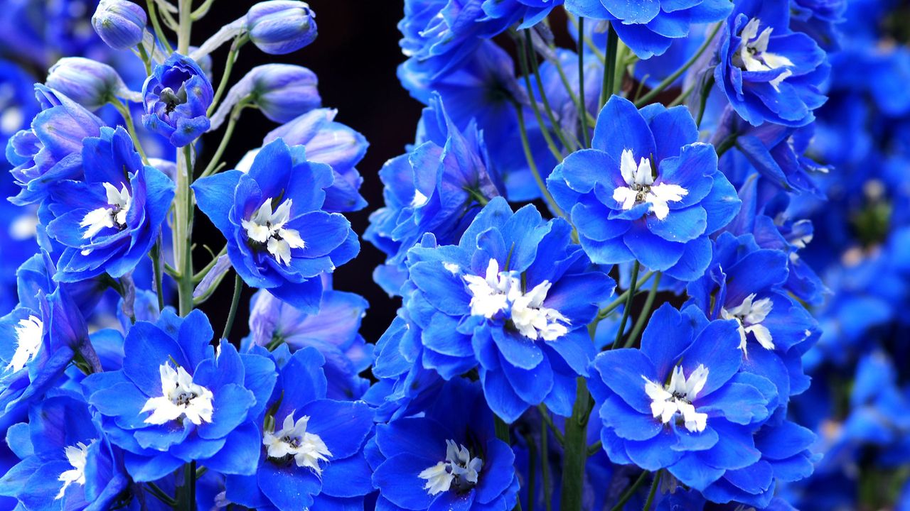 delphinium with deep blue and white flowers