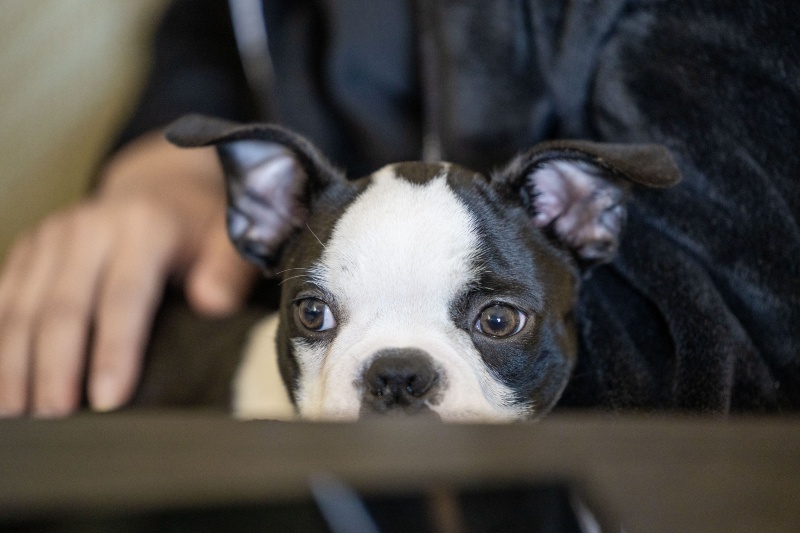 We've Been Wrong About What Dogs See When They Watch TV