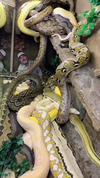 Wildlife handler gets surrounded by giant pythons inside enclosure