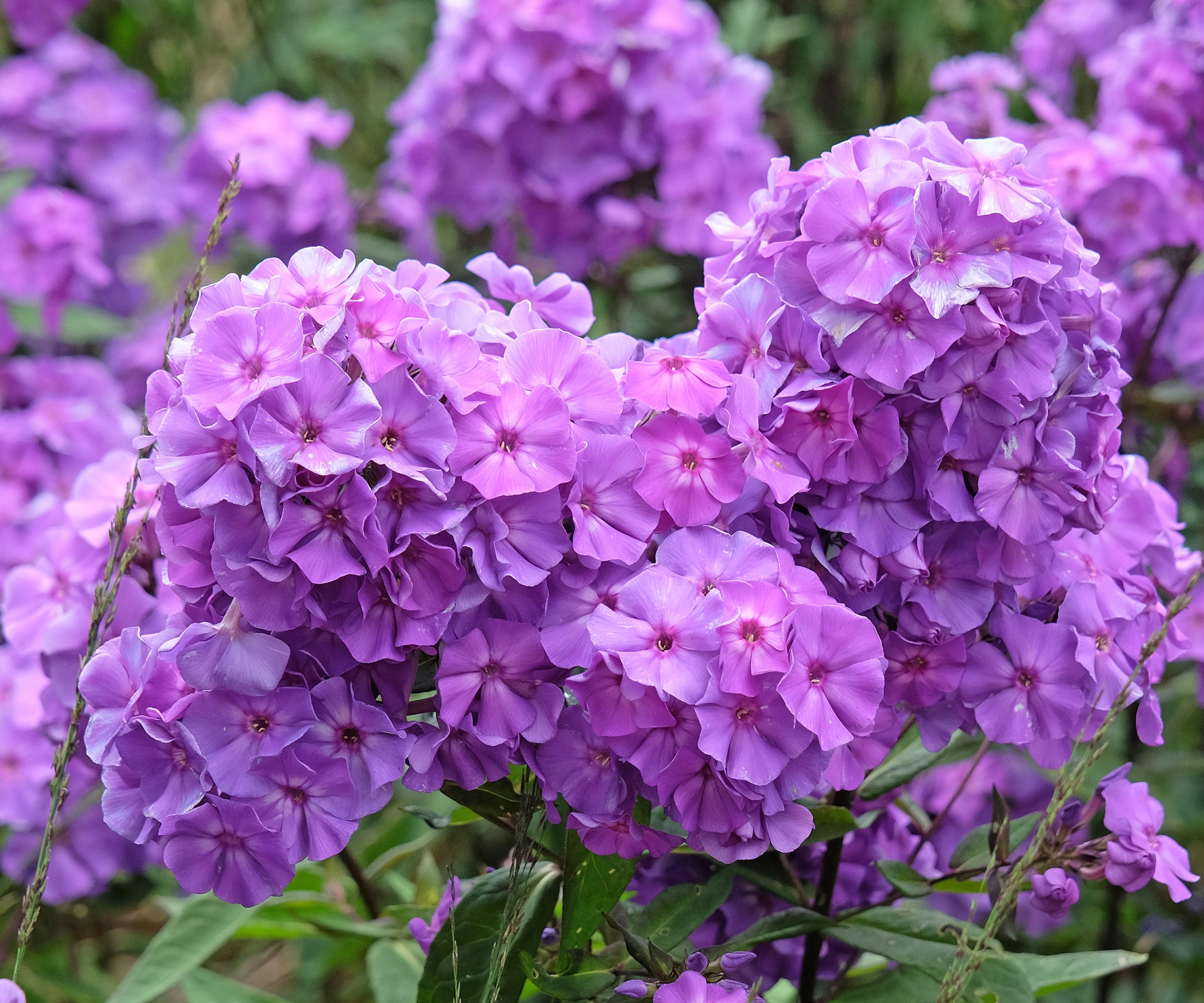 garden phlox Blue Paradise with large purple flowers