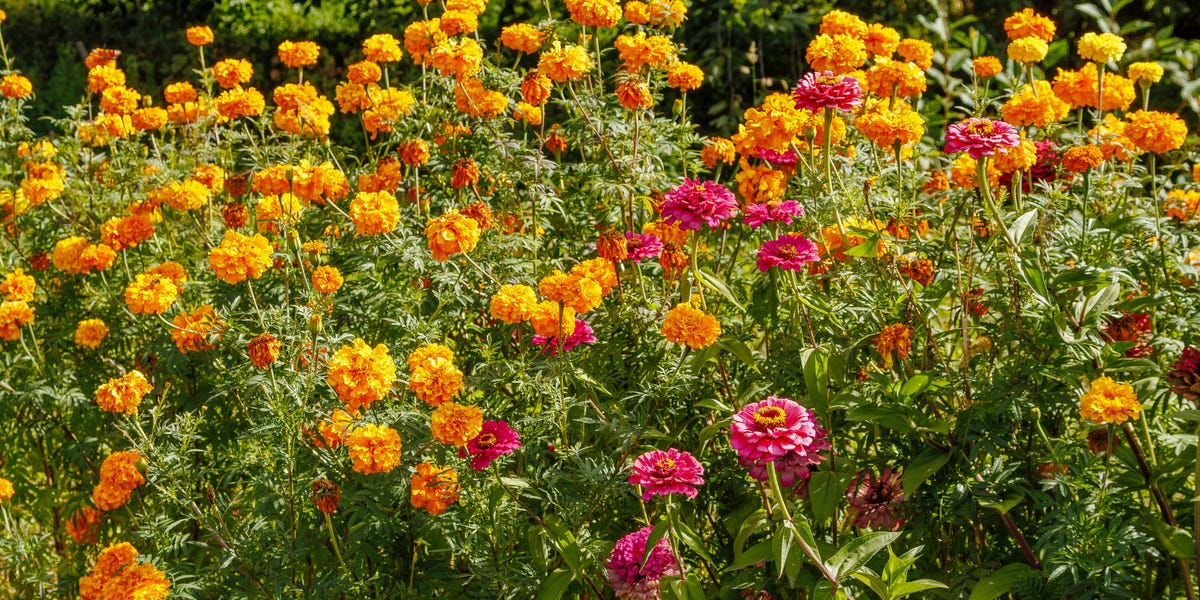 6 Flowers to Plant for Fall Blooms