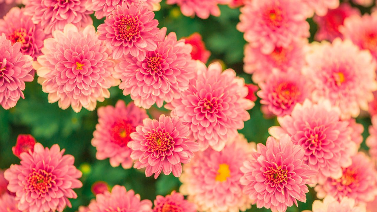 pink mum flowers