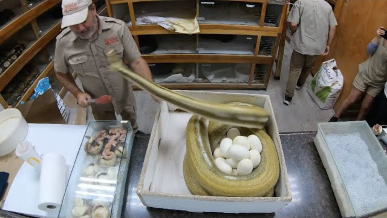 Wildlife handler pulls eggs as striking python keeps fighting back