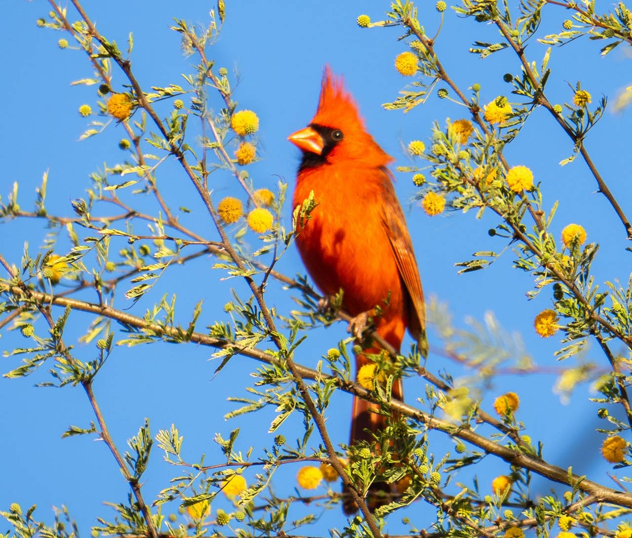 If a Cardinal Keeps Visiting Your Yard, This Is What It Actually Means According to an Expert