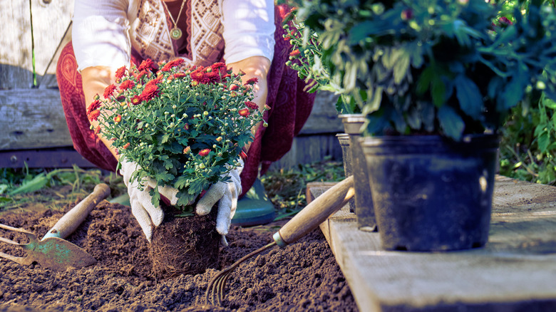 How To Plant Your Potted Chrysanthemums So They Come Back Every Year
