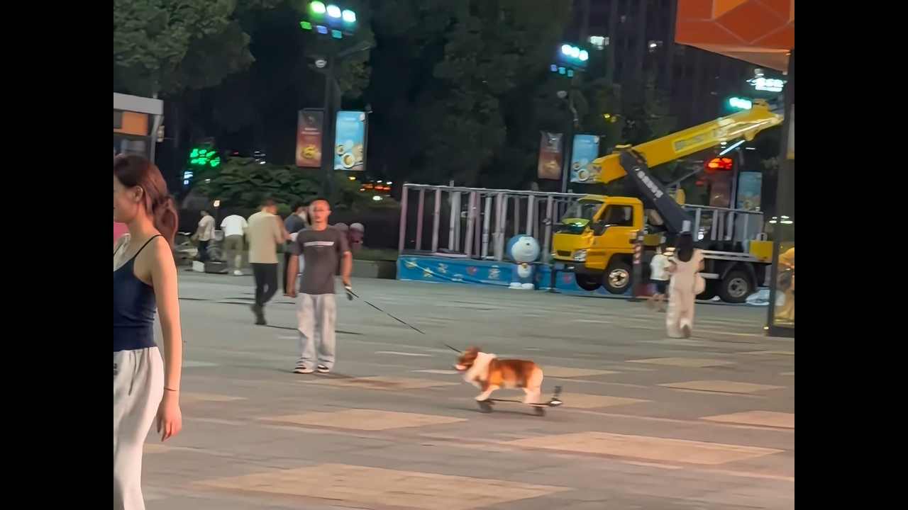 Corgi cruises the park on a skateboard