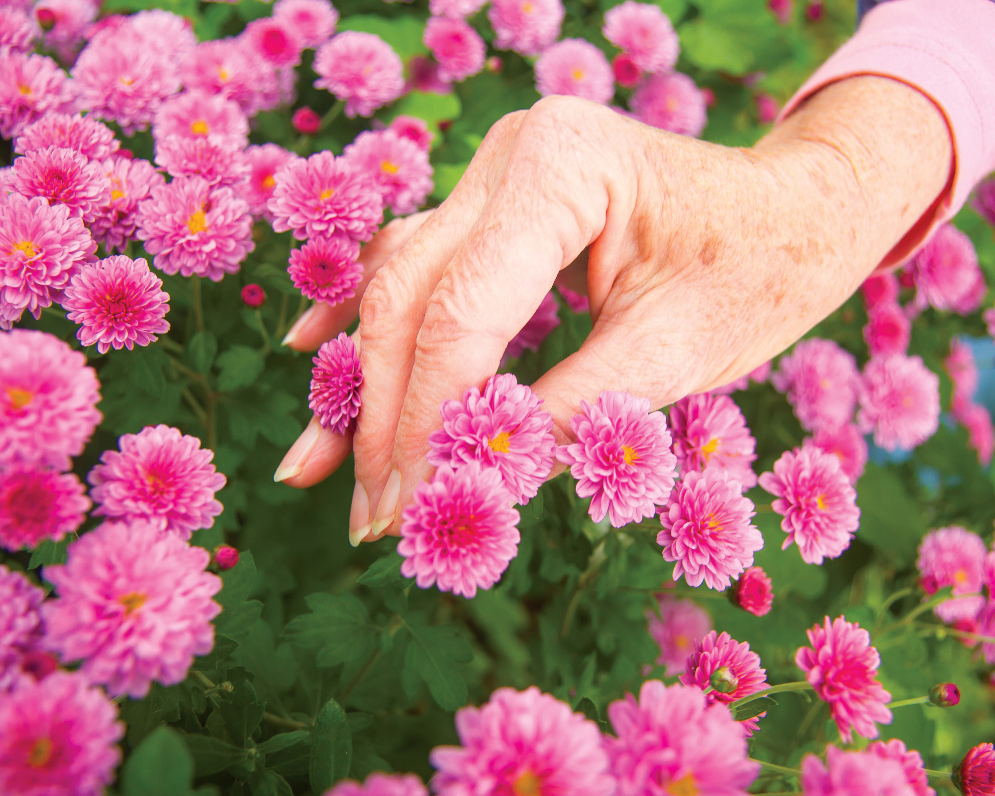woman's hand pinching mums